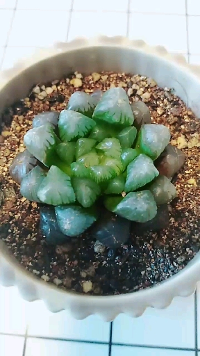 刚换盆的小玉露!