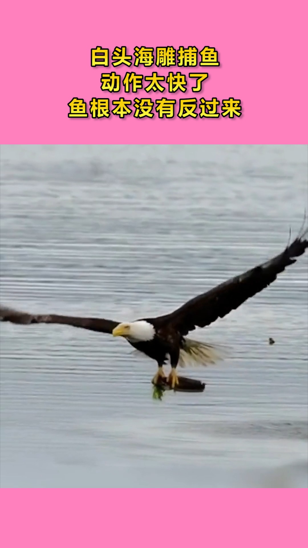 白头海雕捕鱼,动作太快了,鱼根本没有反过来!