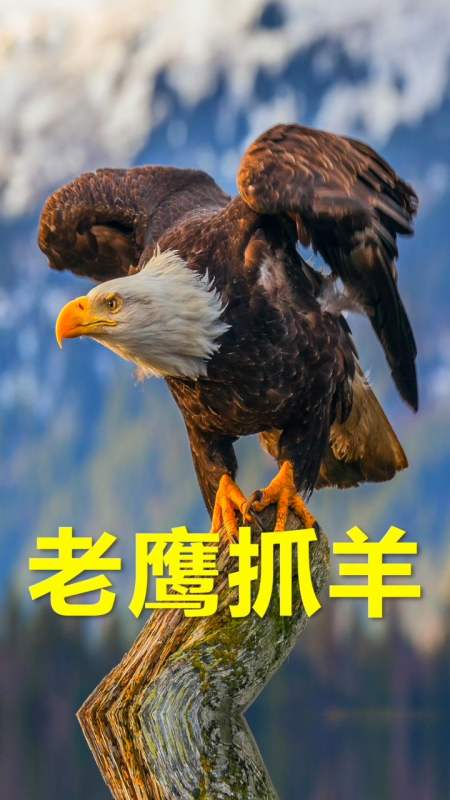 动物世界#老鹰抓起山羊从悬崖上扔了下去,最后怎么样了-度小视