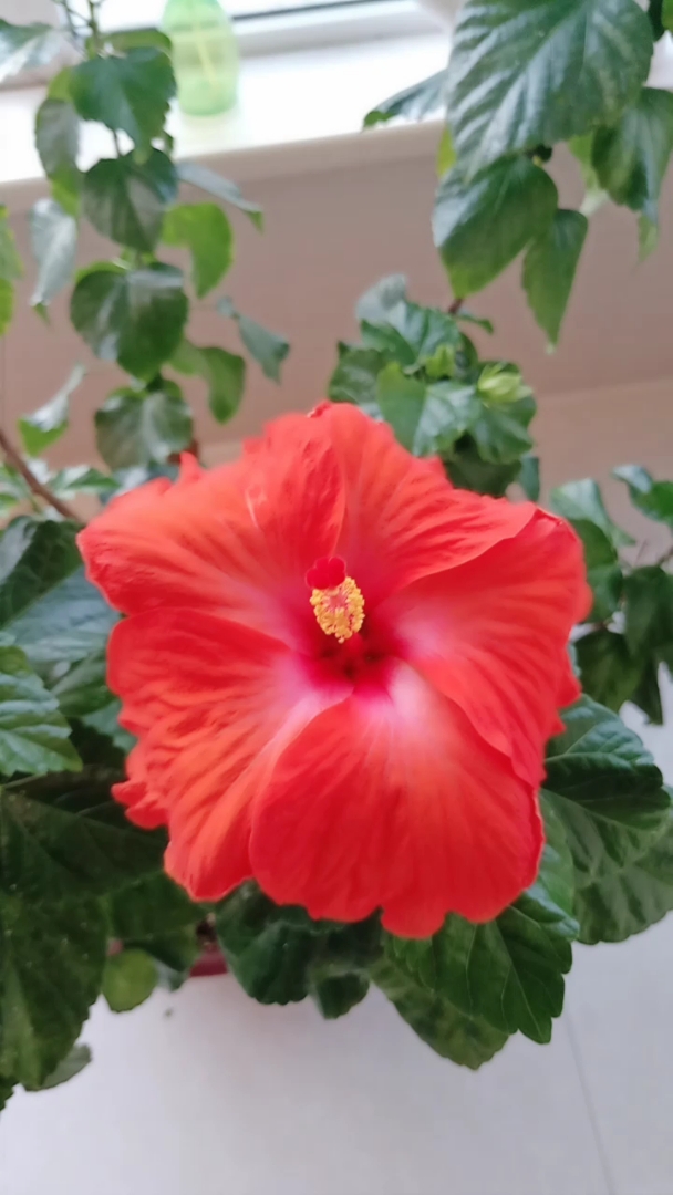 一盆三种颜色的大木槿,你看过吗?