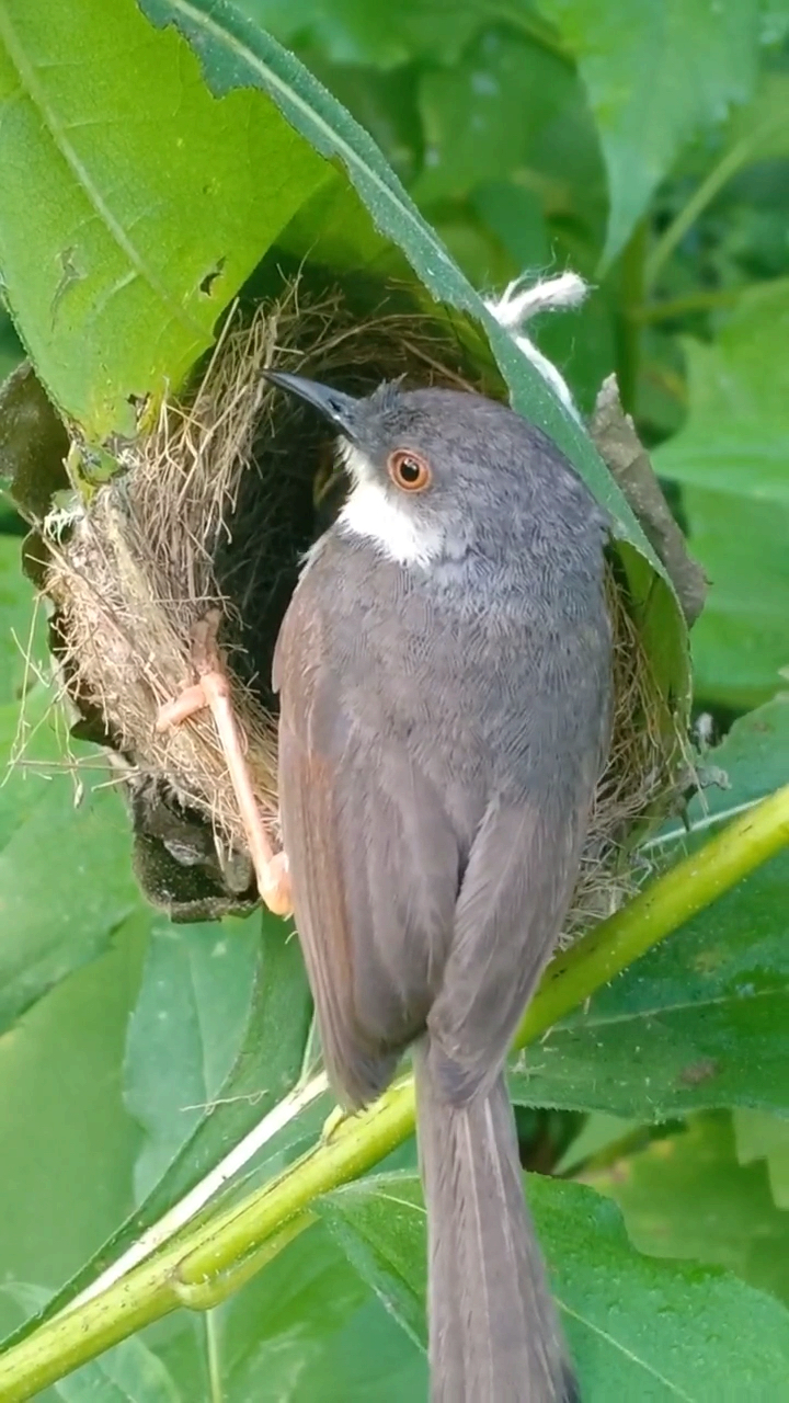 鳥媽媽正在喂小鳥