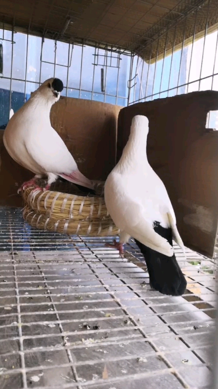 玉翅生病还没测底康复,媳妇已经忍不住想出去飞了!