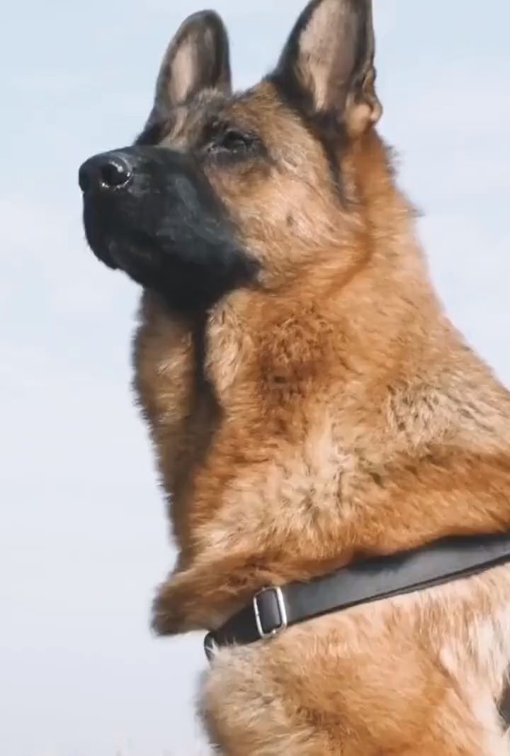 空降犬和兵哥哥一起跳伞没有困难的工作,只有勇敢的狗狗