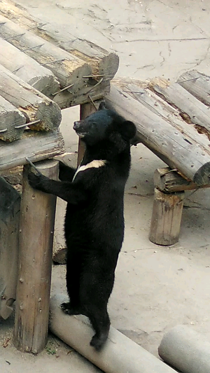 这黑熊挺可爱的有木有?