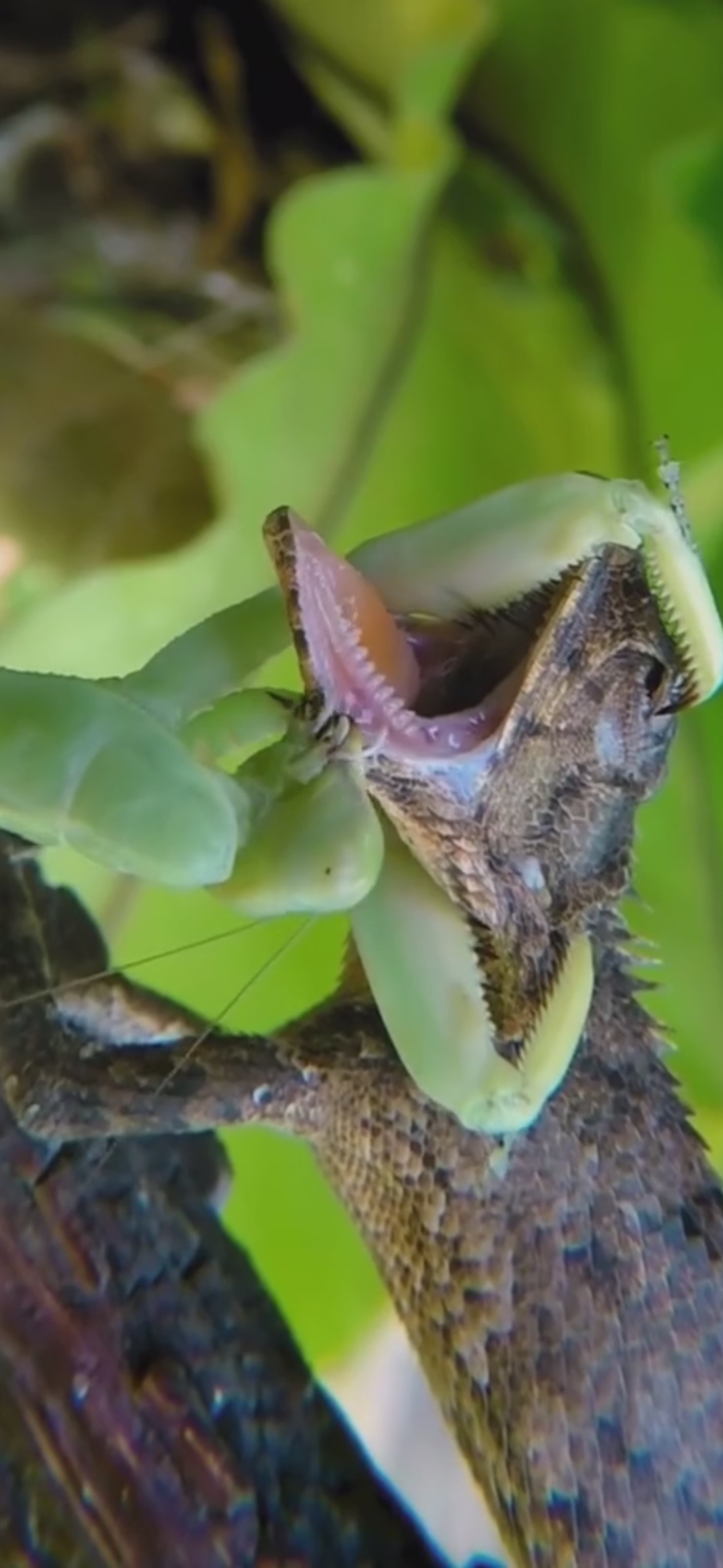 螳螂大战蜥蜴,意不意外,刺激不刺激?