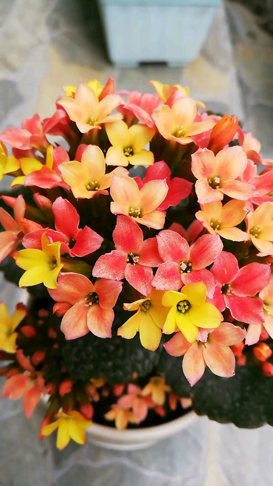 会变色的长寿花