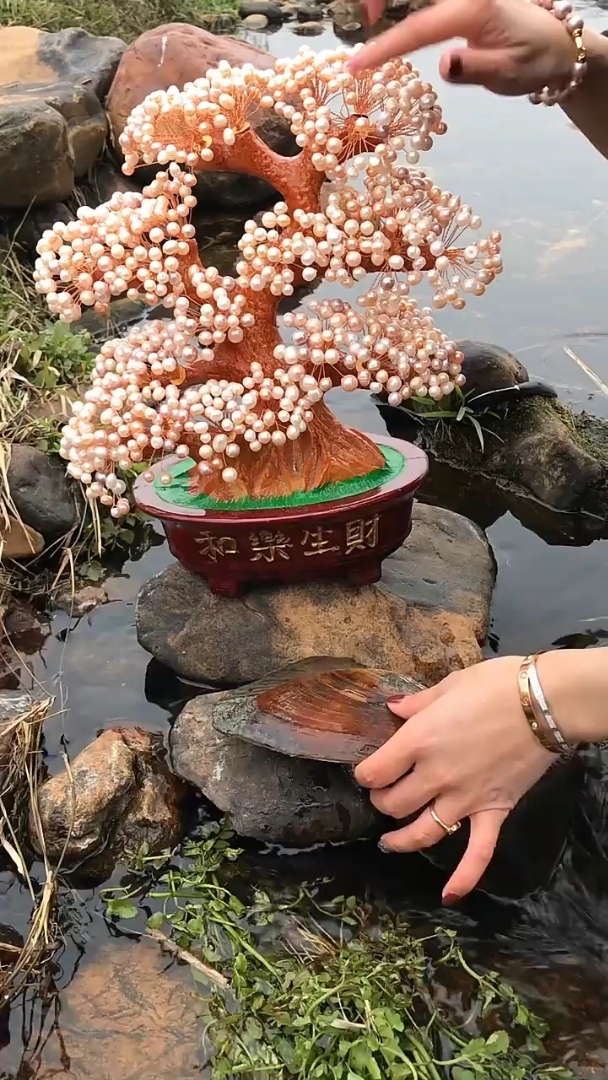 珍珠发财树,见者发财