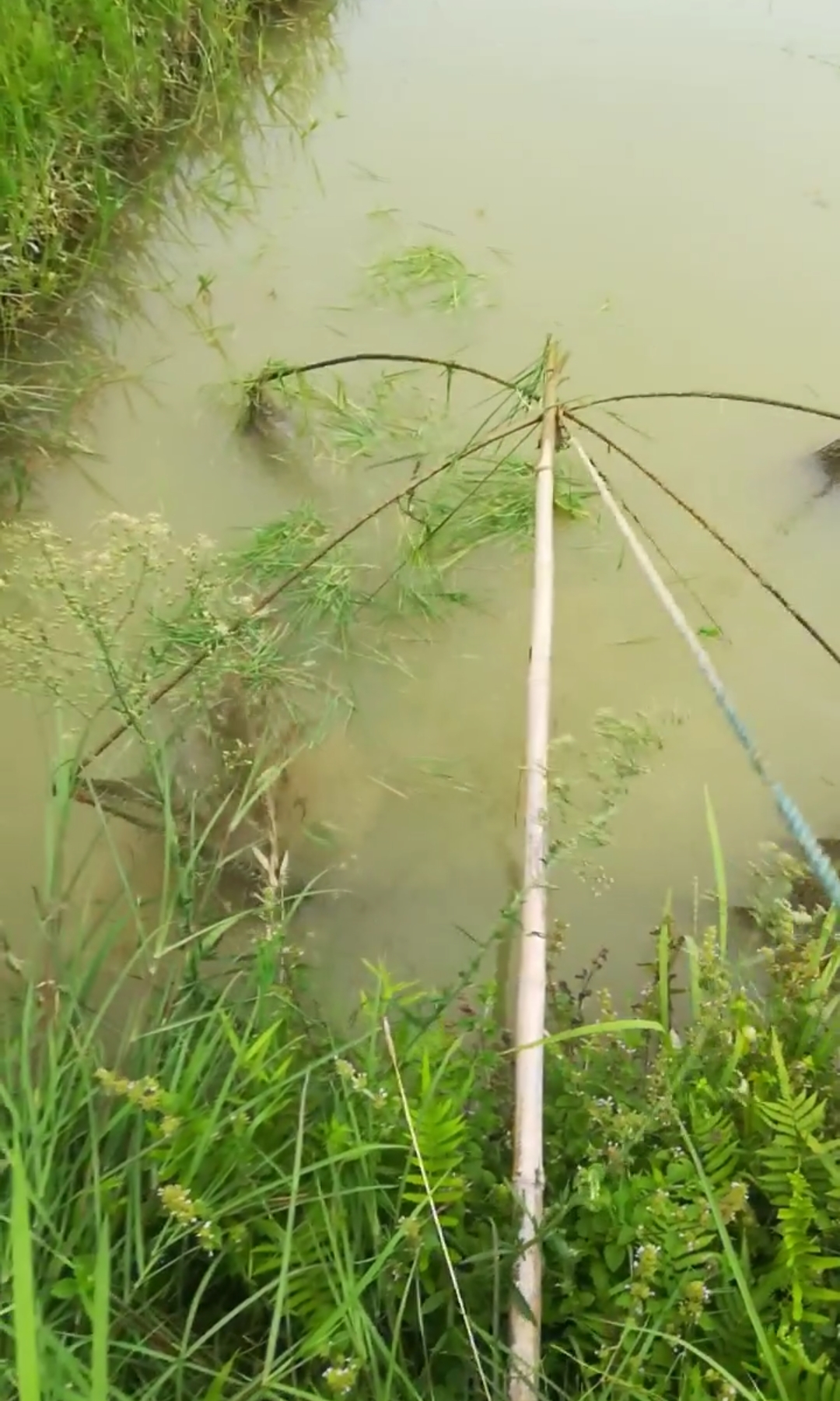 户外捕鱼#你们说,这搬罾能抓到大货吗?