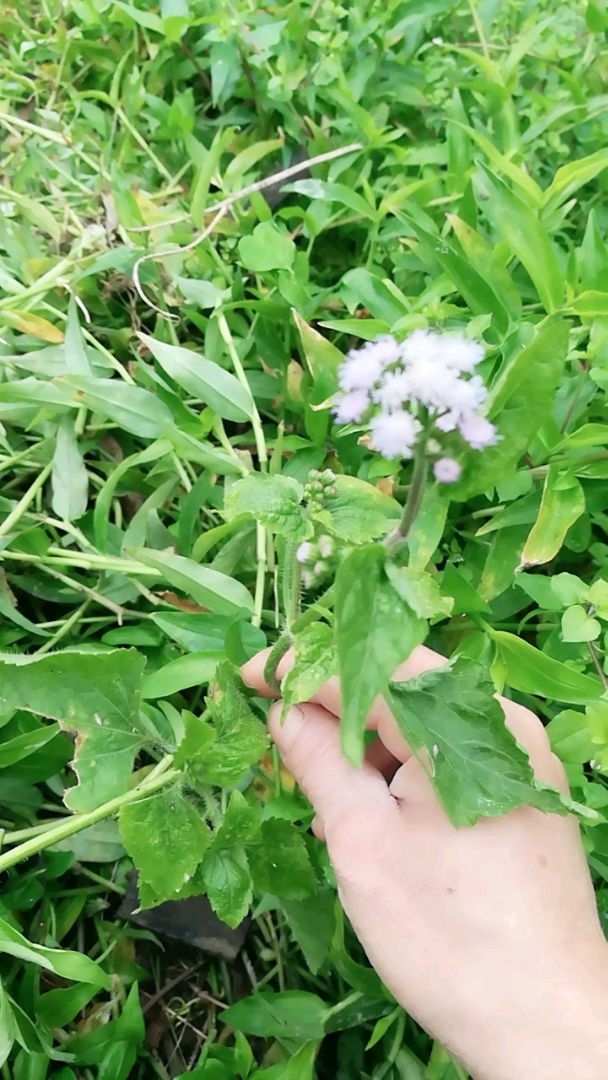 百花草,嗅草,小时候刮破手就用这个止血,摘几张叶子搓烂挤水连叶子敷