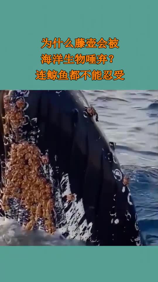 为什么藤壶会被海洋生物唾弃连鲸鱼都不能忍受