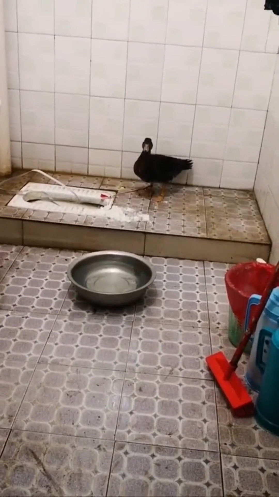娱乐#这鸭子神了,拉完屎都会自己冲水了!