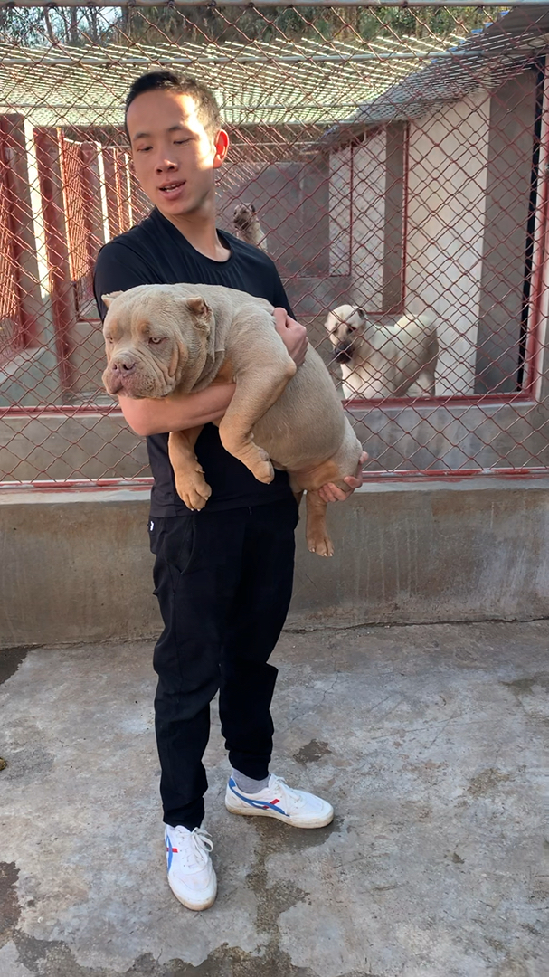 美国恶霸犬 dax血系