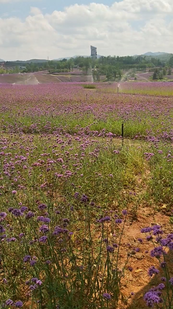 平安夜#花海送给亲们.感谢你们的关注.