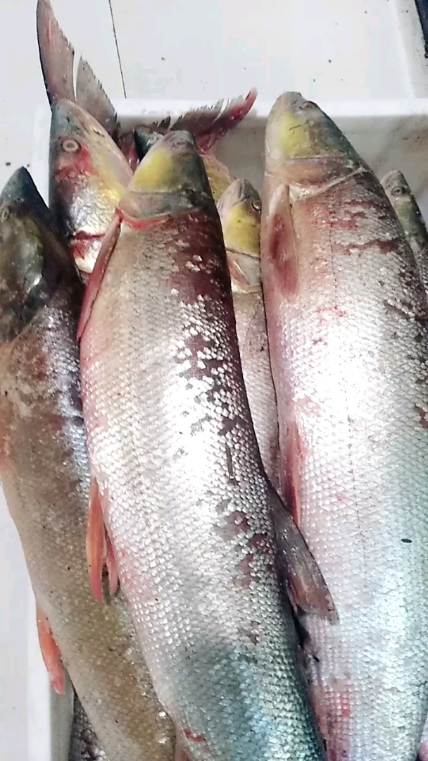 天真冷了零下十度左右了.冬天来了,新鲜鱼怕冻,放在屋里.