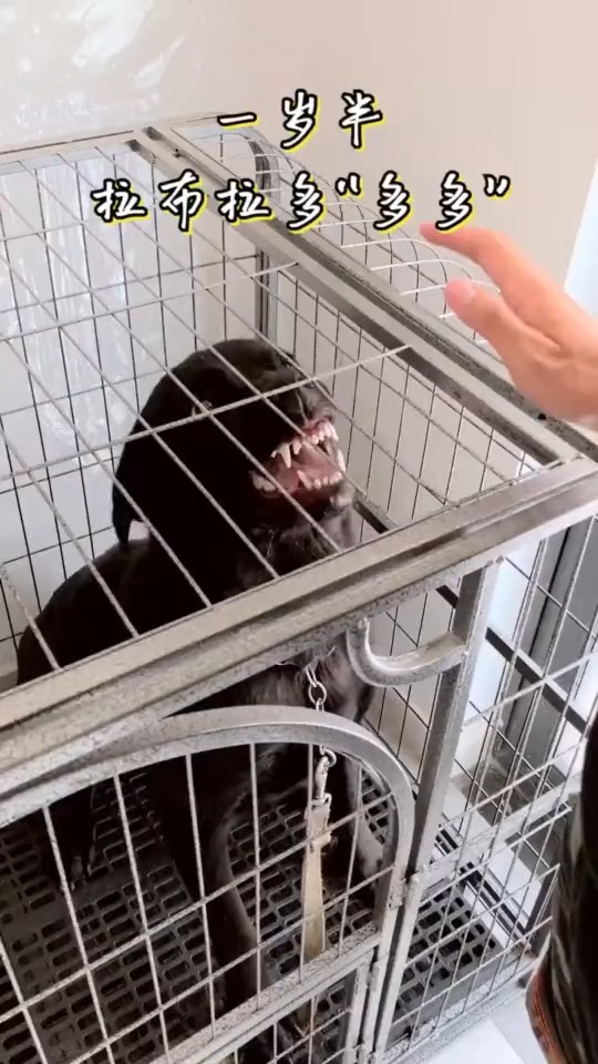 拉布拉多多多最后不咬人的样子像极了那什么