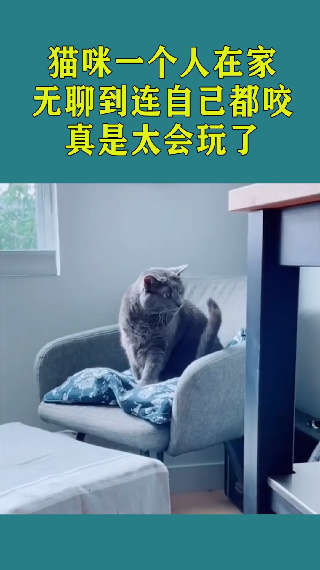 猫咪独自一个人在家无聊到连自己都咬真是太会玩了