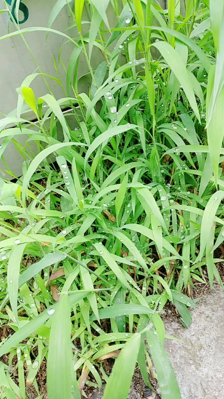 路边的野草都这样美!