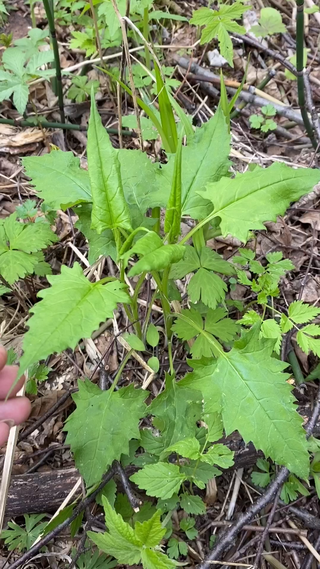 东北山野菜种类图片