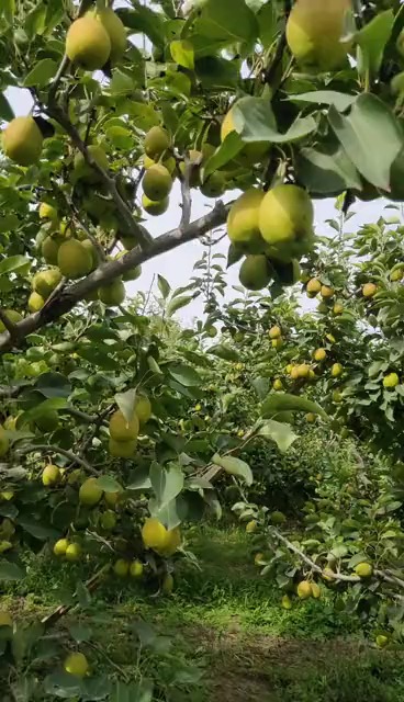 种植技术#香梨施什么肥料好?