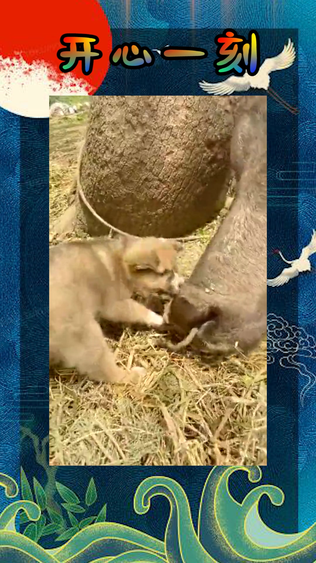 我要上热门#人间自有真情在,牛的鼻子被拴着,小狗想帮它解开