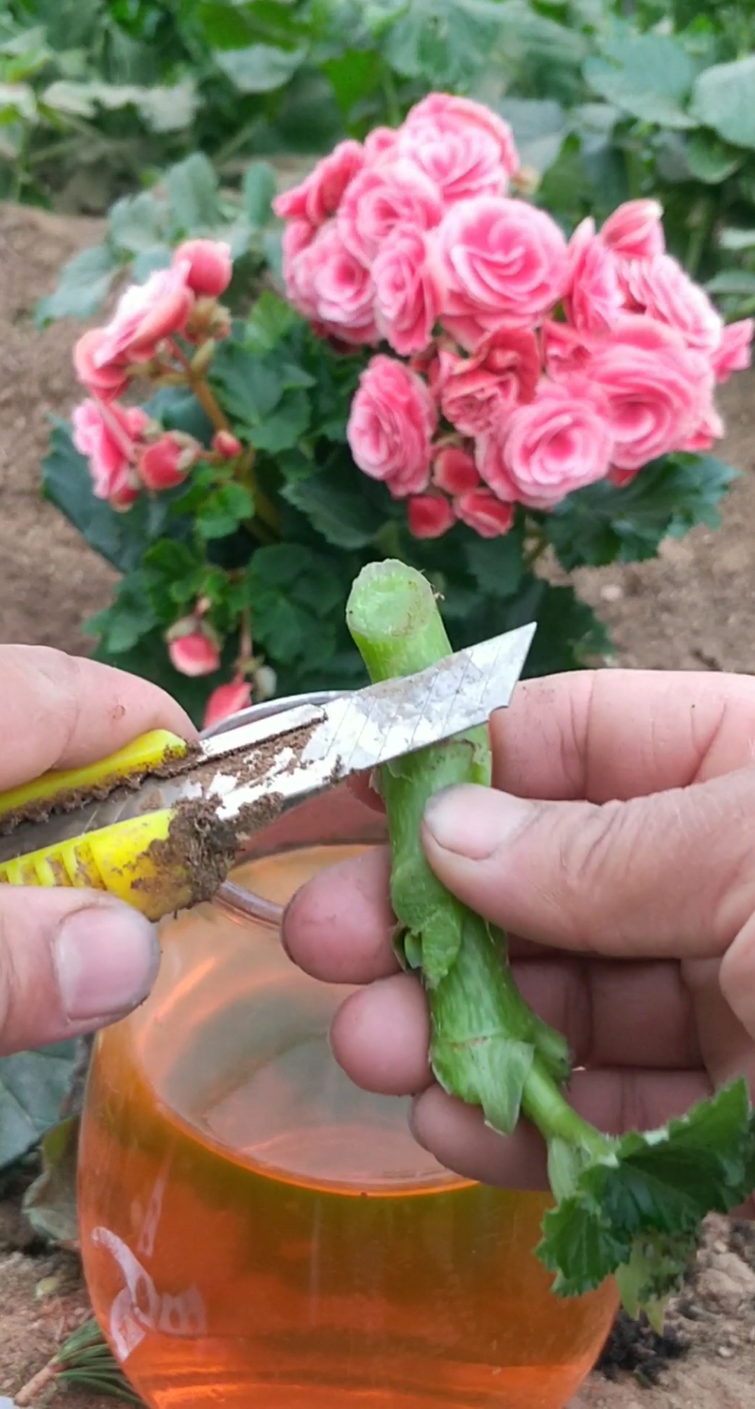 最潮劳动者#玻璃海棠扦插技术,成活率很高