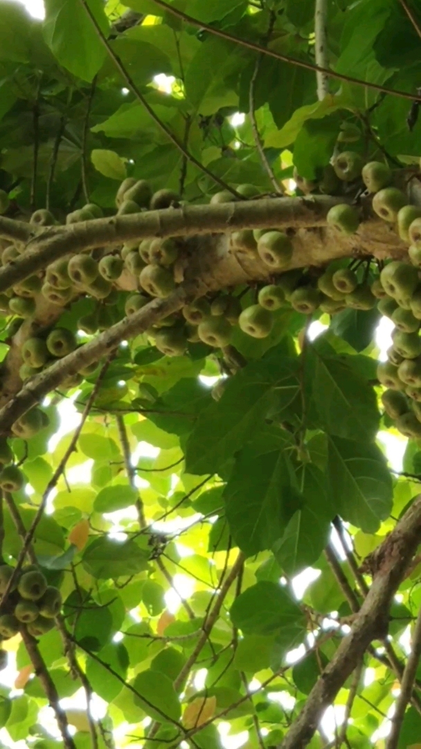 旅游进行时#在湿地公园发现了一颗野生果树,有人知道它是什么果树 ??