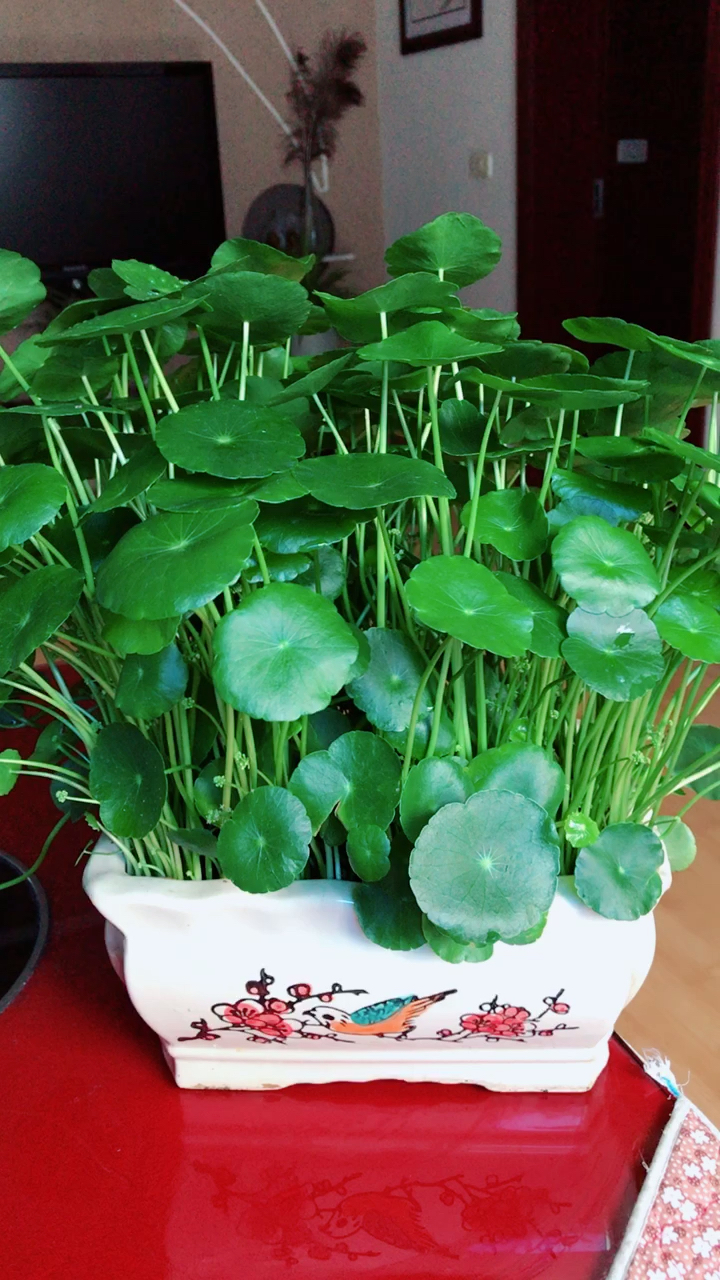 家养铜钱草,财源滚滚来,招财增福小盆栽,一不小心就能爆盆!