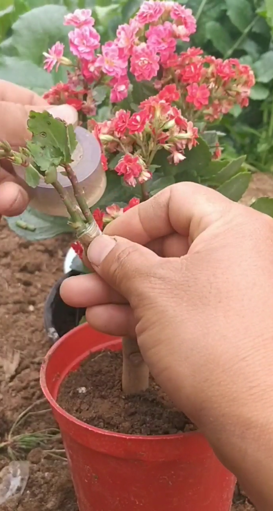 最潮劳动者#嫁接双色长寿花技术,一般人不会