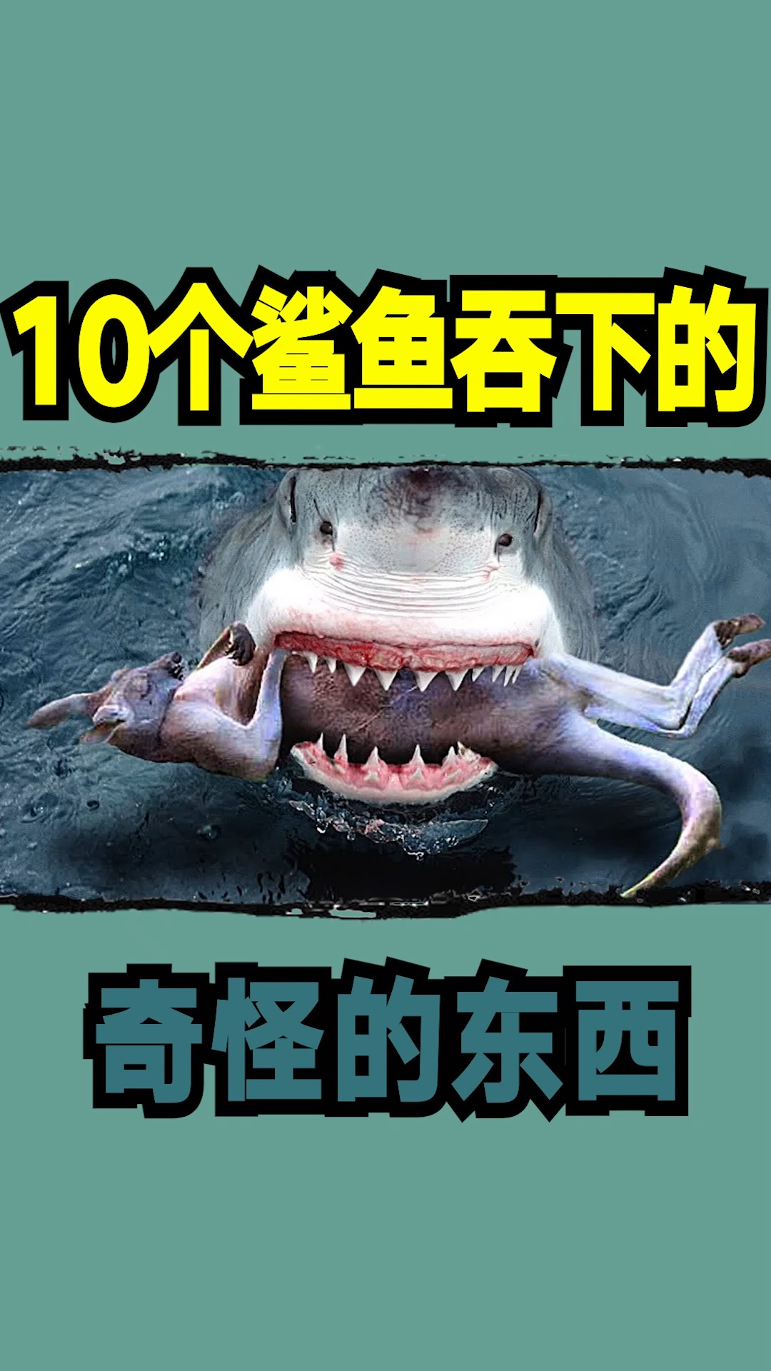 鲨鱼#10个鲨鱼吞下的奇怪的东西-度小视