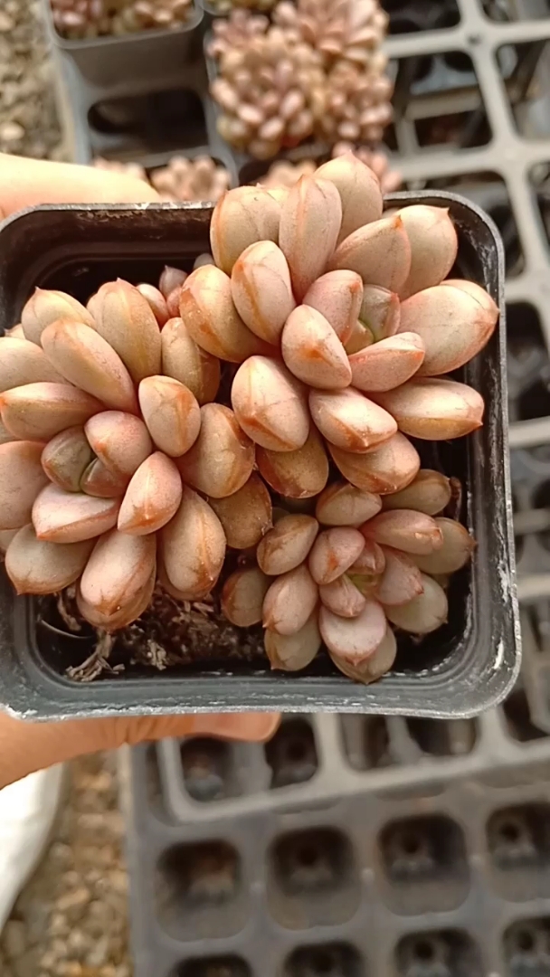 糖心葡萄很萌的一种多肉,喜欢的可以关注一下!