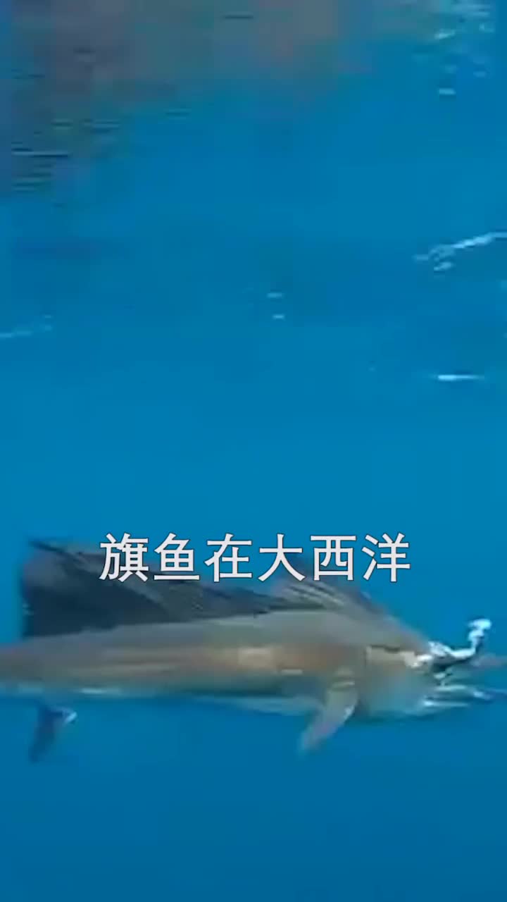 为什么旗鱼速度这么快堪称水中法拉利涛哥为您讲解这鱼种