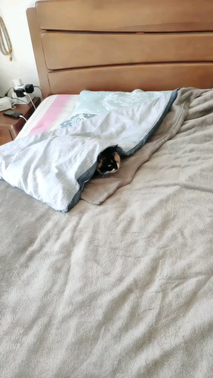 自己钻进被窝睡觉,成精了