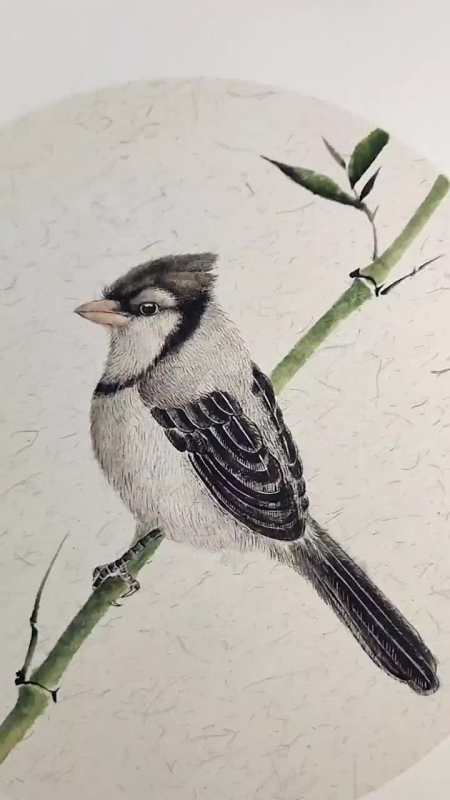 国画花鸟之丝毛#视频彩铃助你上热门@视频彩铃小助手#国画教程