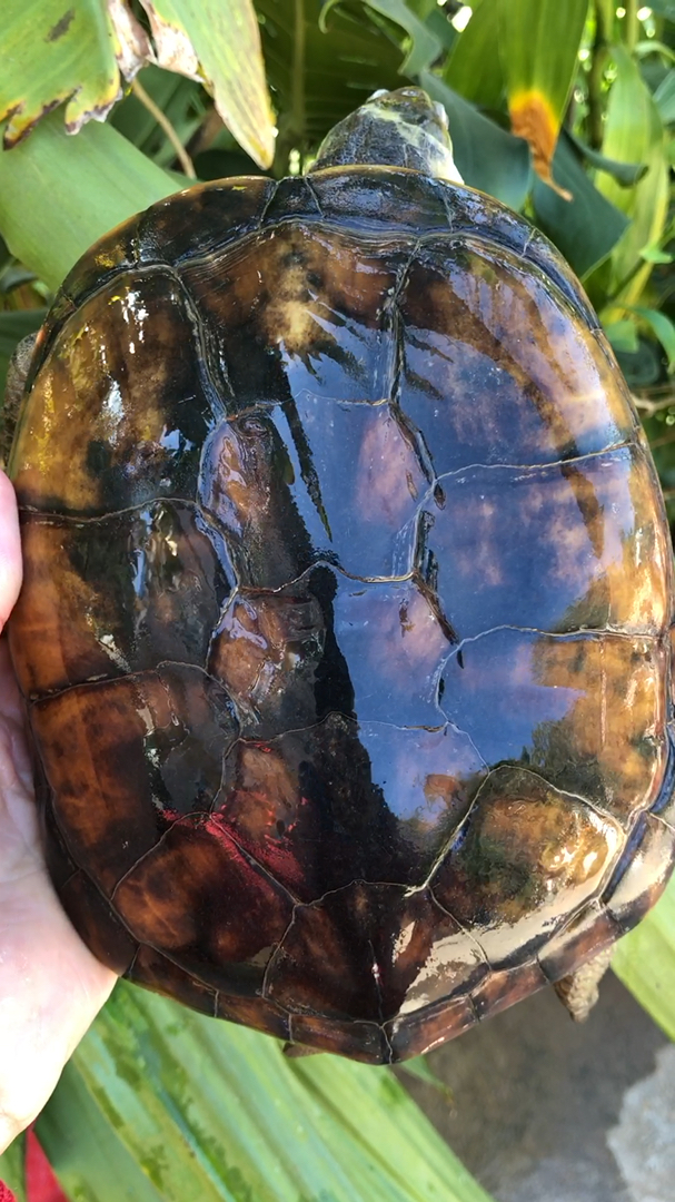 宠物最可爱的样子#百年北喉,黄金壳,象牙底,宜赏亦美