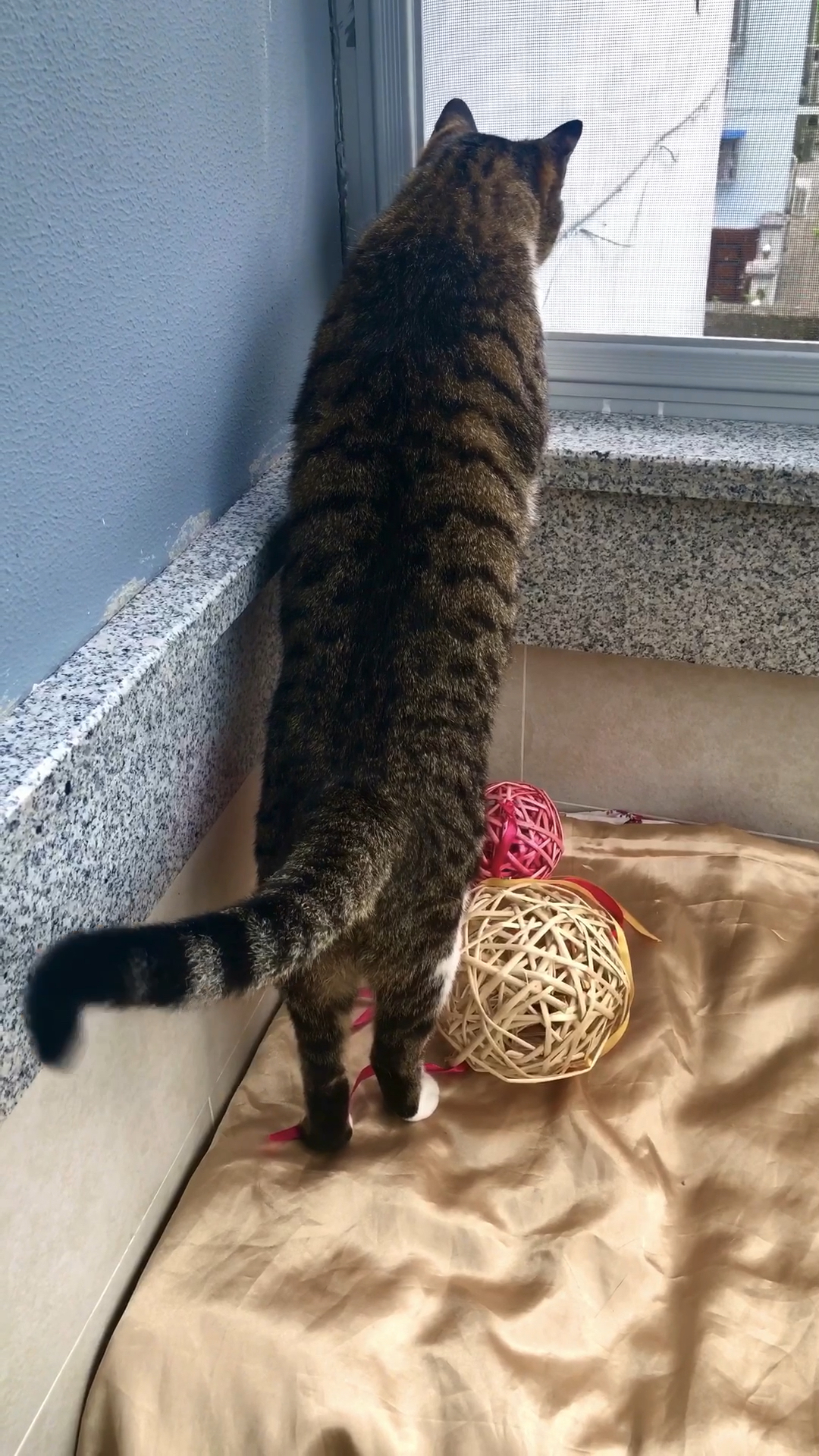 狸花猫#猫咪的尾巴会跳舞