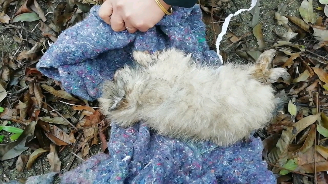 记录我的农村生活#网上买的博美犬死掉了,这个地方把他埋了.