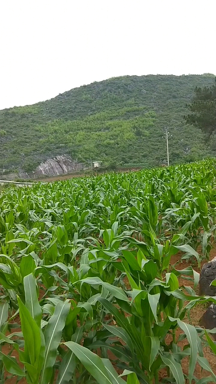 咔咔山,種的全是玉米