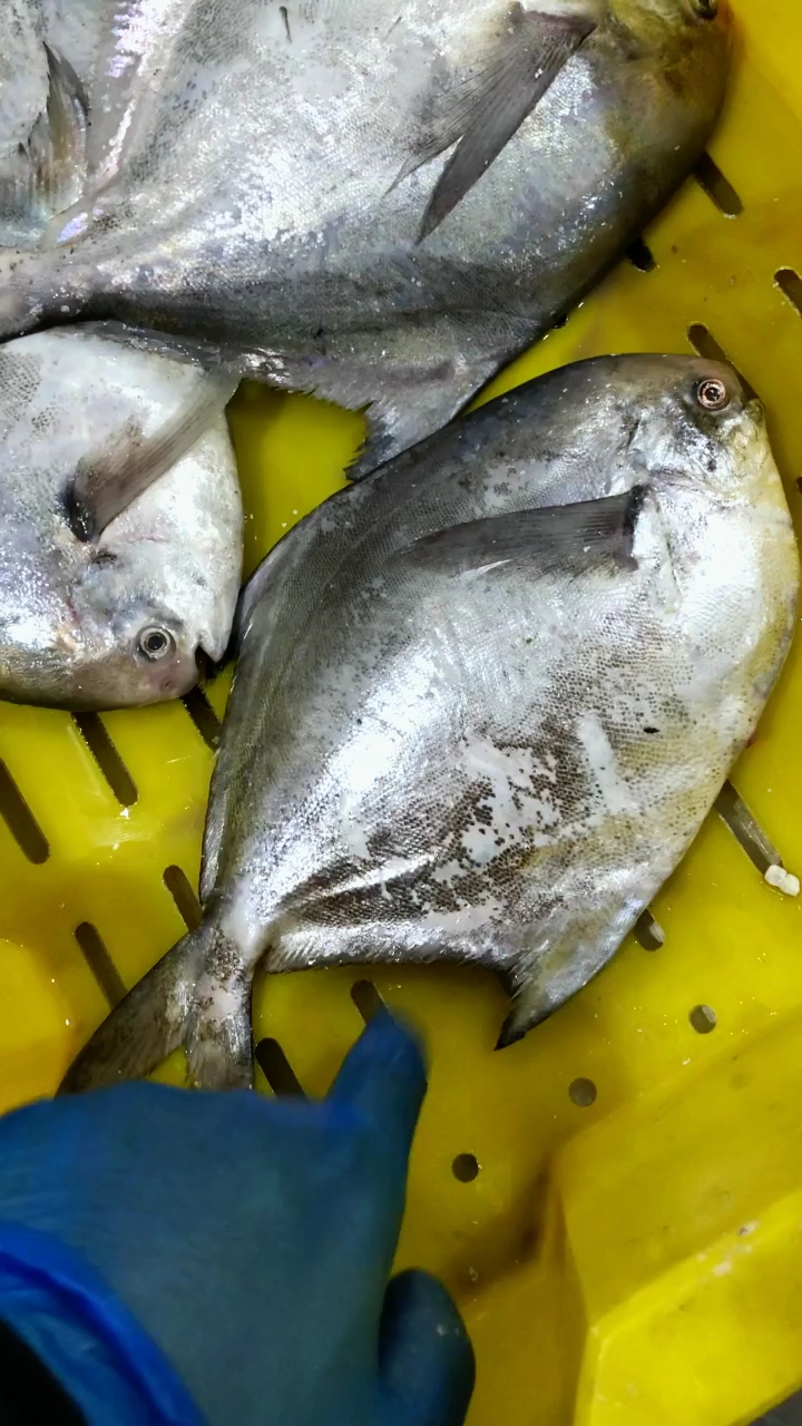 最美人间四月天#吕四本港野生银鲳鱼91-度小视