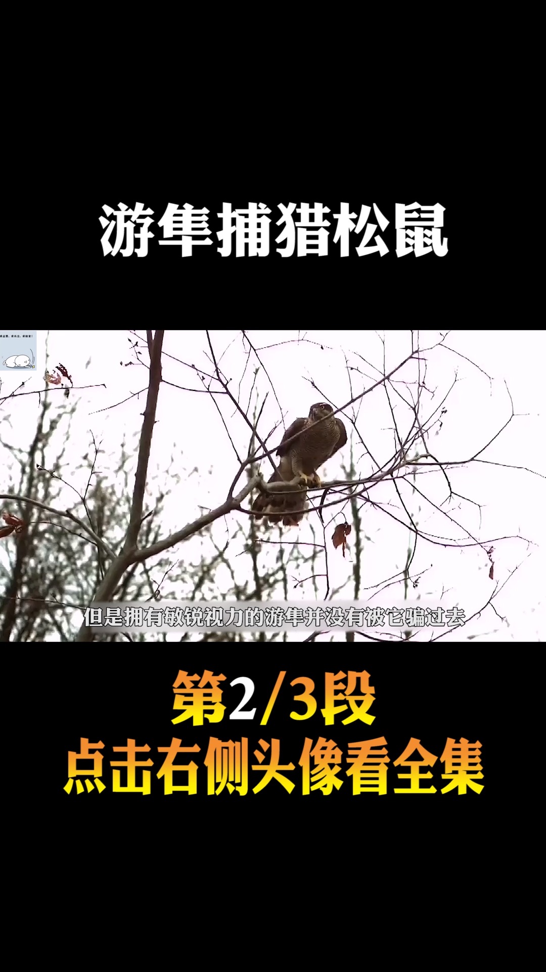 动物基因游隼捕猎松鼠松鼠诡秘走位迷惑游隼游隼大战两次才捕到手2