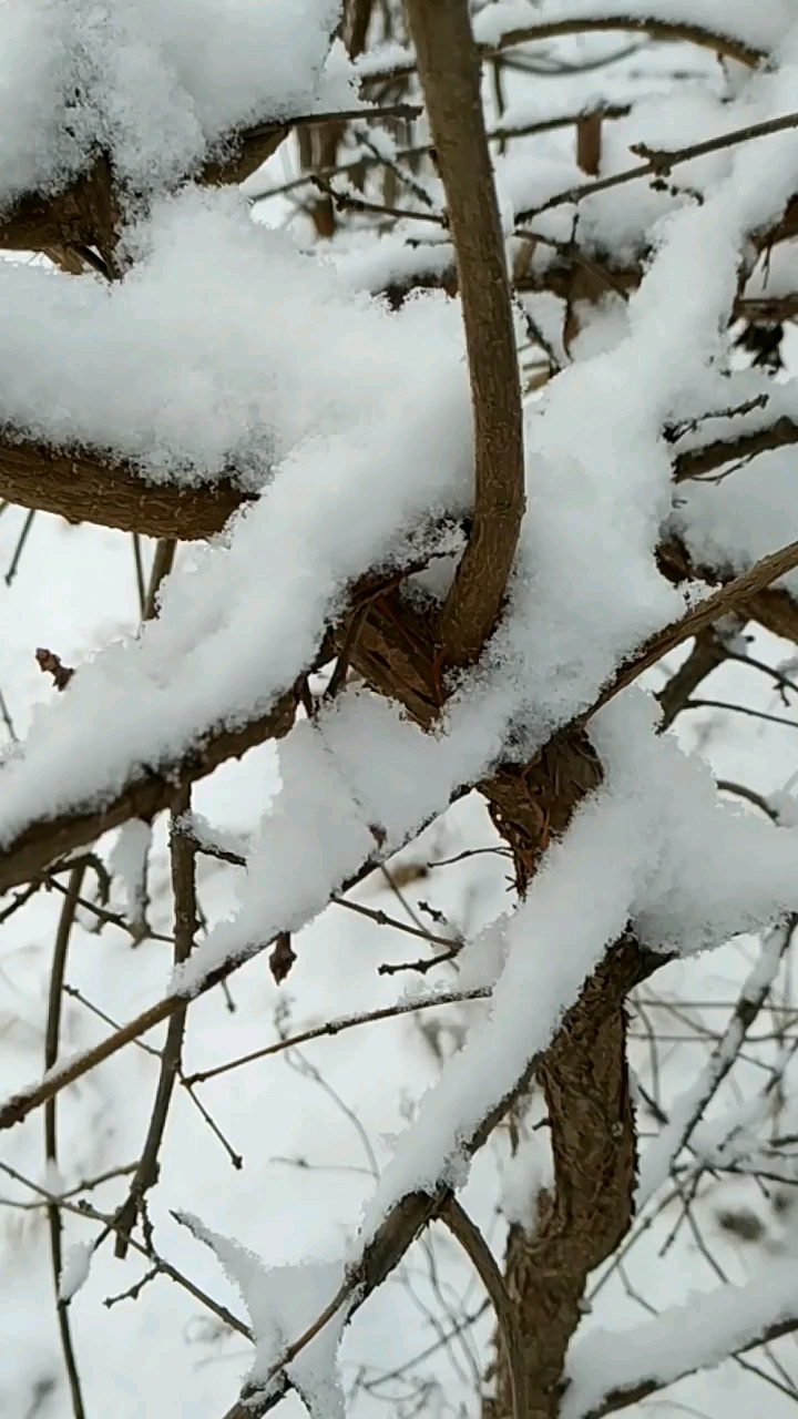 山东潍坊下雪啦