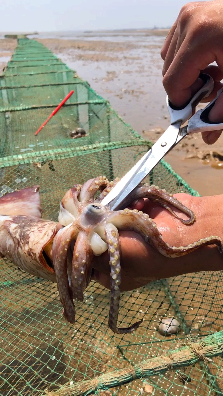 清理鱿鱼的墨汁.