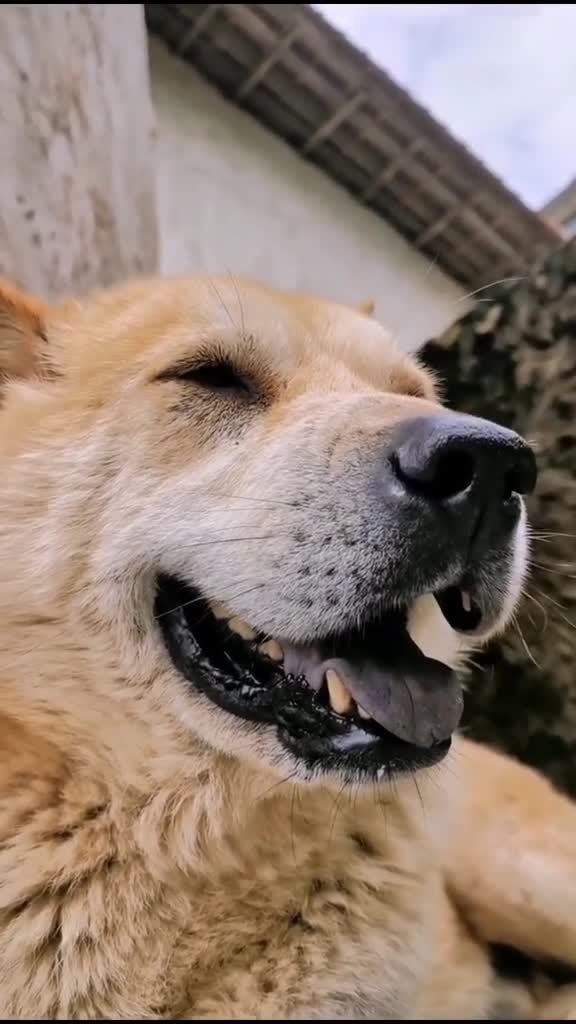 中华田园犬微笑图片图片