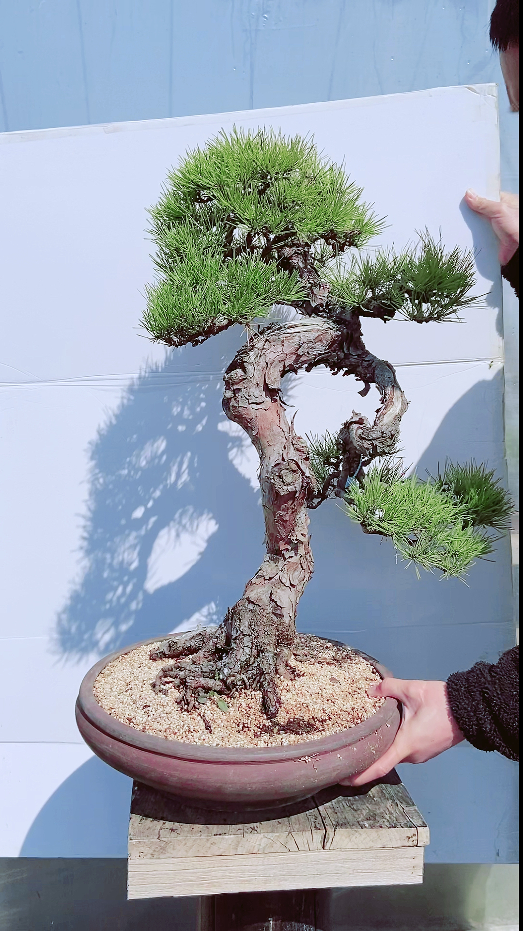 适当弯腰也是君子!分享一盆黑松,怪桩