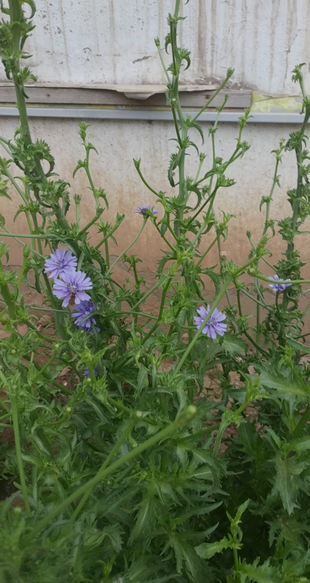 第一次种的苦菊开花了