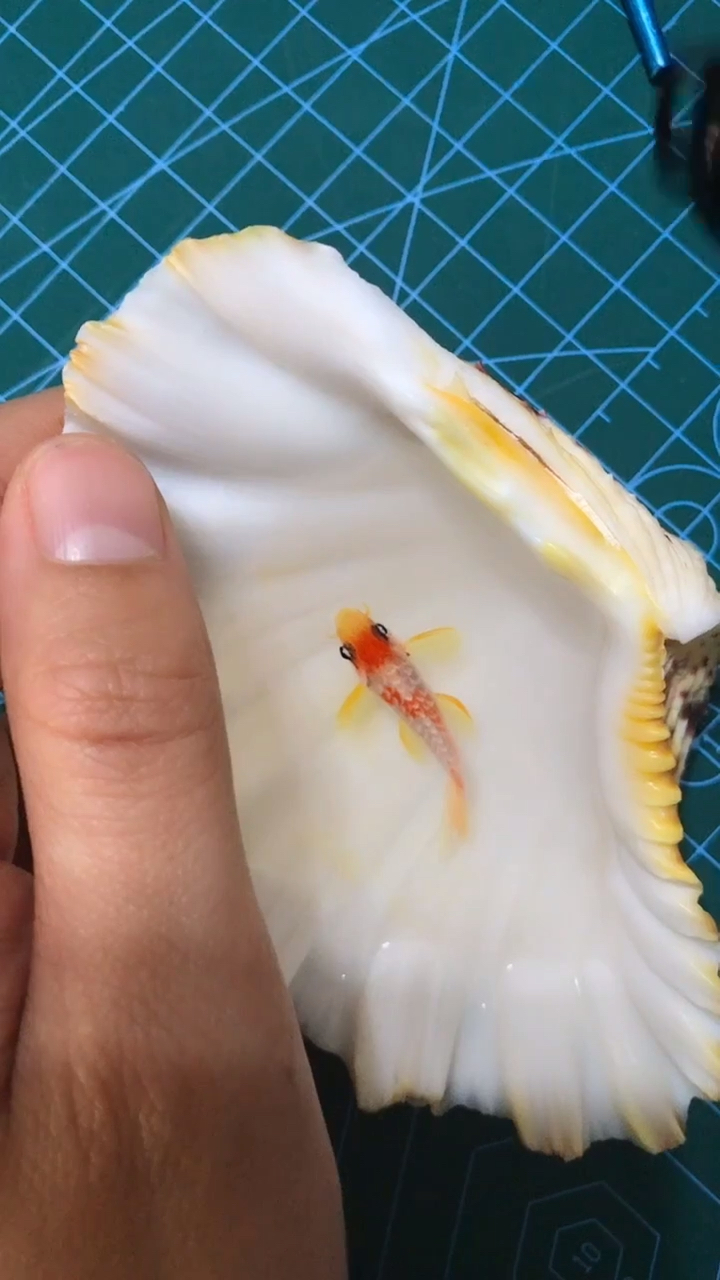 贝壳里画鱼
