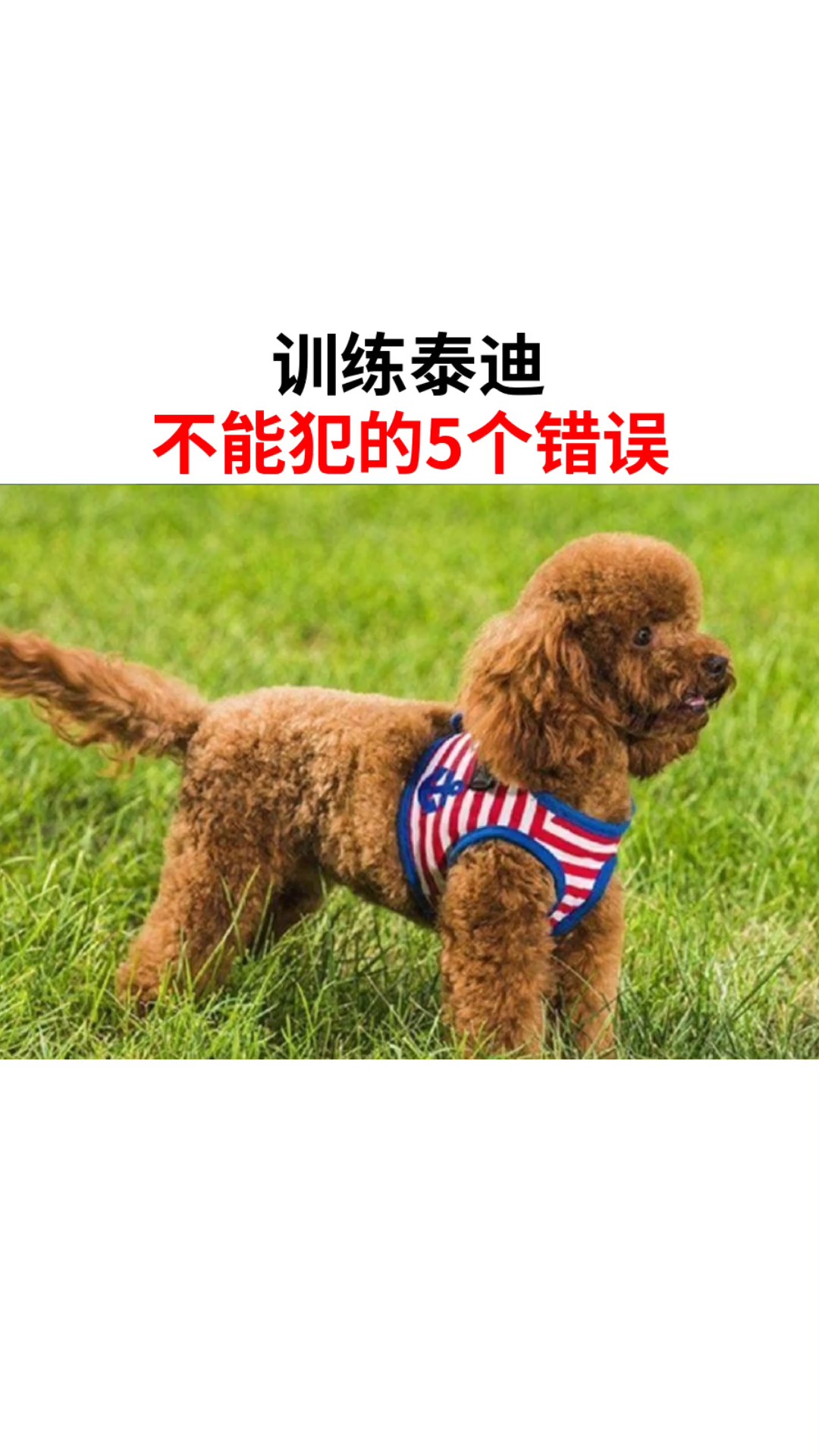 训练泰迪不能犯的5个错误
