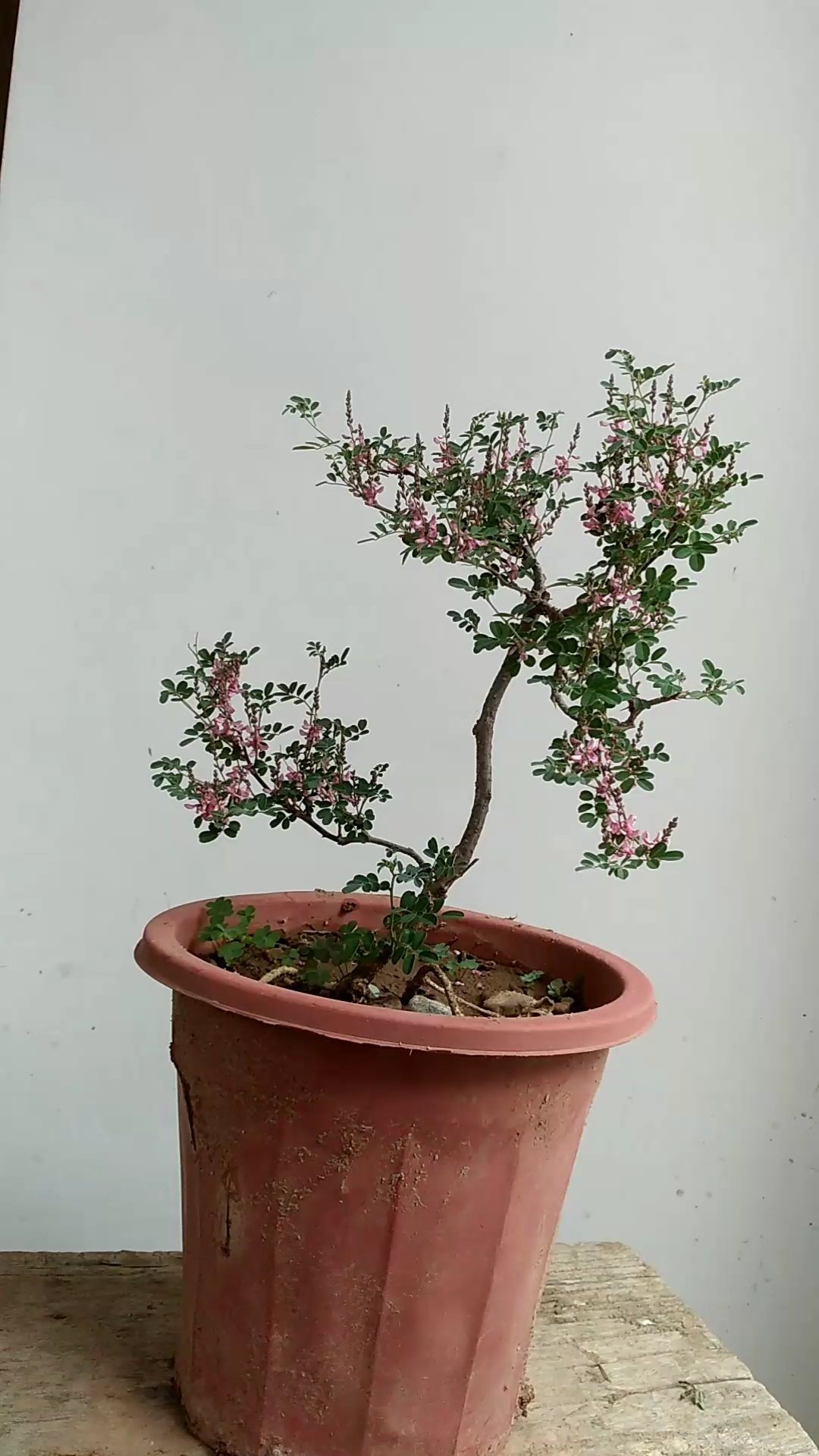 胡枝子小景放养之中