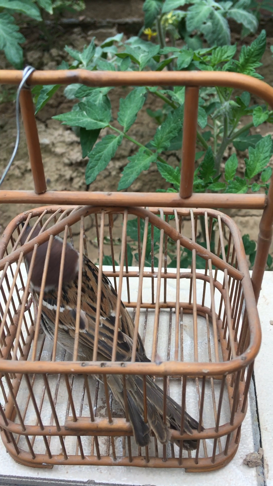 蝈蝈笼子里装麻雀