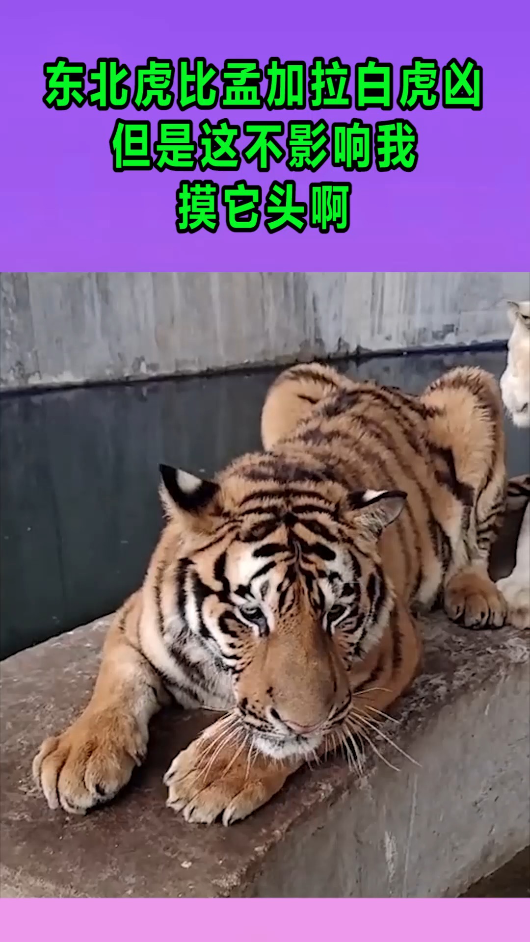 我搞笑你开心东北虎比孟加拉白虎凶但是这不影响我摸它头啊