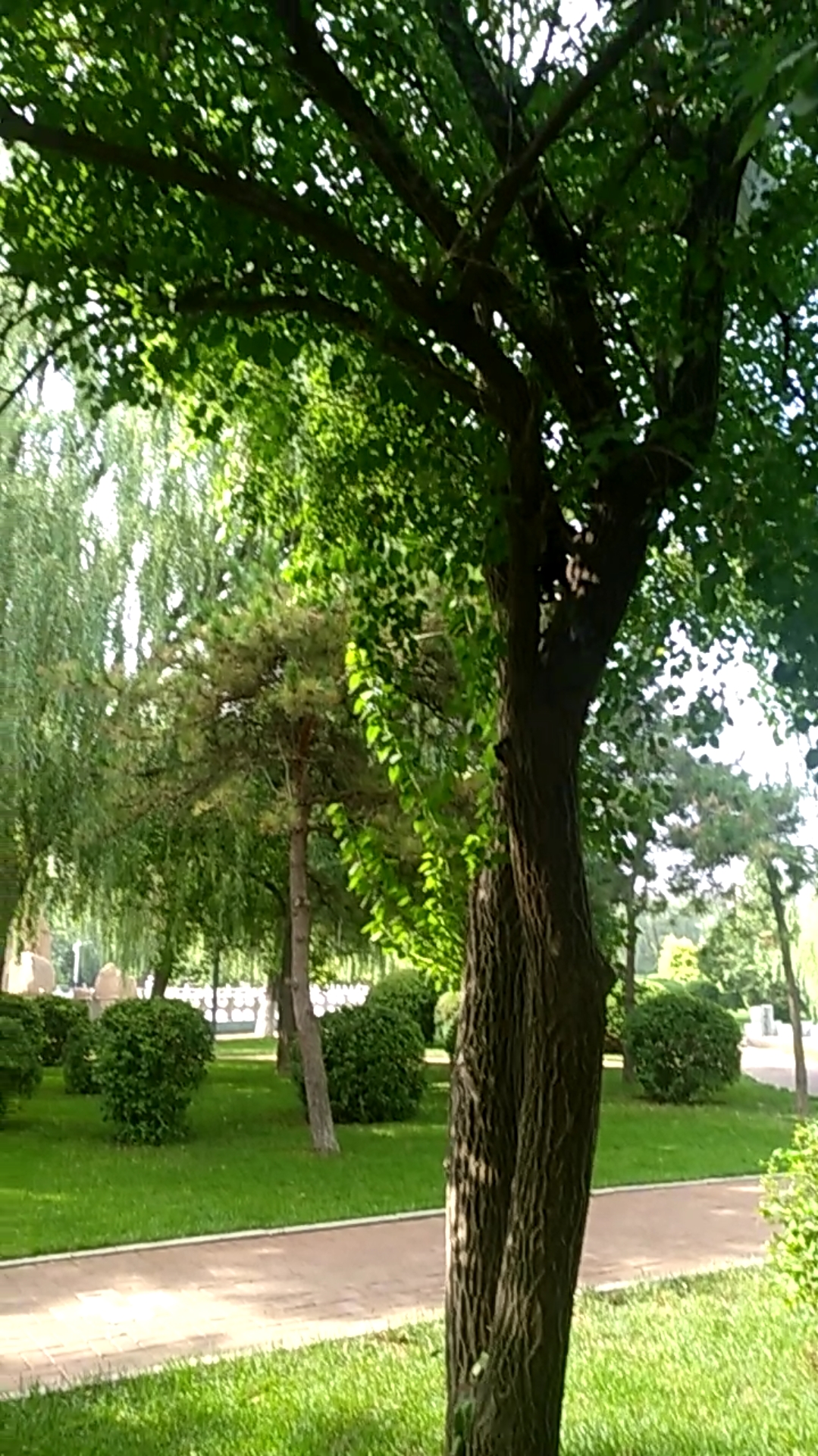 萧军公园的松鼠可爱!